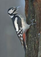 Great Spotted Woodpecker