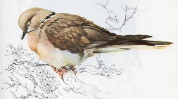 Collared Dove