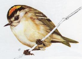 Goldcrest
