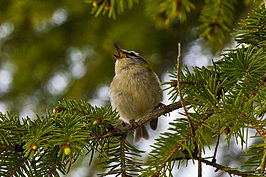 Firecrest