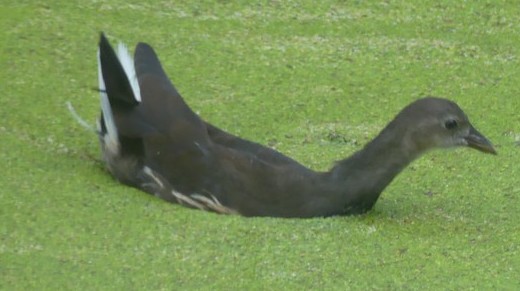 Moorhen
