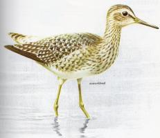 Wood Sandpiper