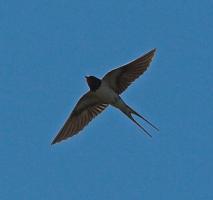 Swallow