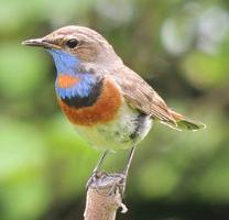 Blaukehlchen