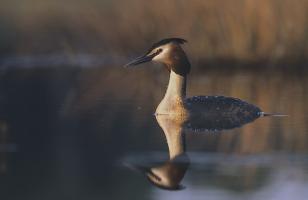 Grebe huppe