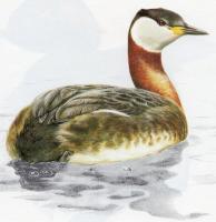 Red-necked Grebe