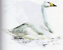 Whooper Swan