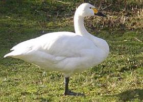 Zwergschwan