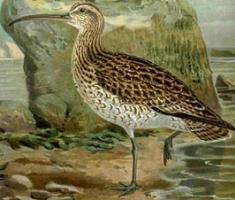 Whimbrel
