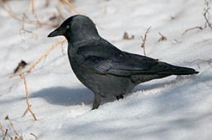 Jackdaw