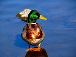 Canard colvert