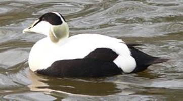 Eider/Common Eider