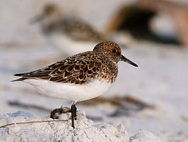 Sanderling