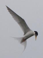 Little Tern