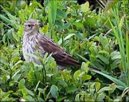 Water Pipit