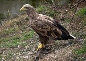 White-tailed Sea Eagle