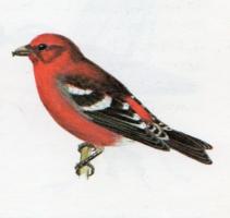 Two-barred Crossbill