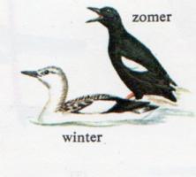 Black Guillemot