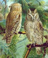 European Scops Owl