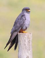 Red-footed Falcon