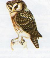 Tengmalm`s Owl