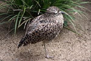 Stone-Curlew