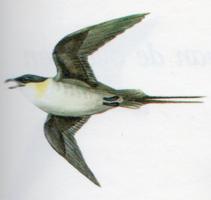 Long-tailed Skua