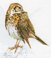 Song Thrush