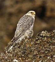 Gyr Falcon