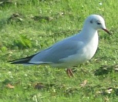 Black-headed Gull