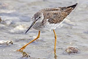 Lesser Yellowlegs