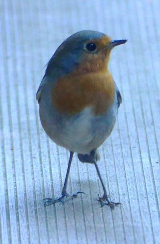 European Robin