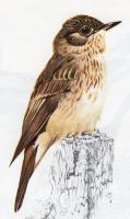 Spotted Flycatcher