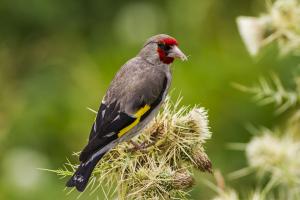 Goldfinch