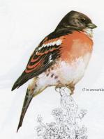 Brambling