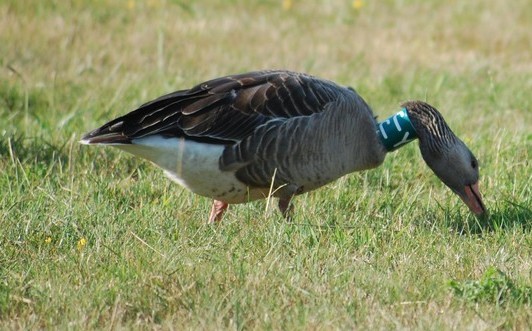 Grauwe gans