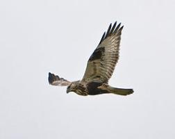 Rough-legged Buzzard