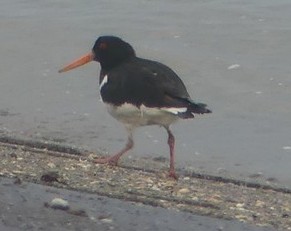 Oystercatcher