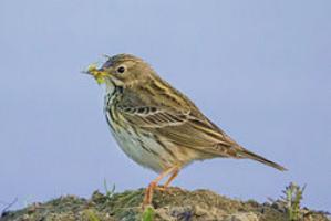 Meadow Pipit