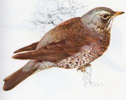 Fieldfare