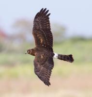 Hen Harrier