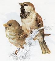 House Sparrow