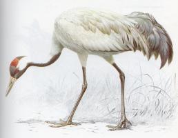 Common Crane