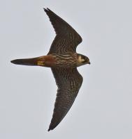 Hobby